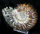 Agatized Douvilleiceras Ammonite #21636-3